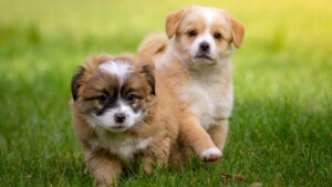 犬